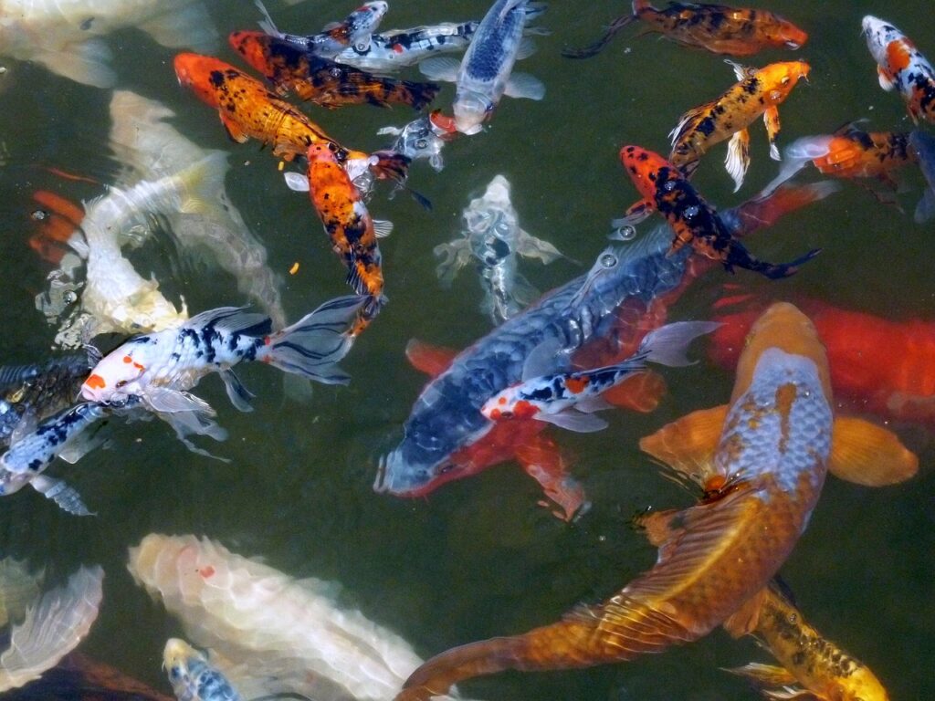 koi, carp, fish-52426.jpg