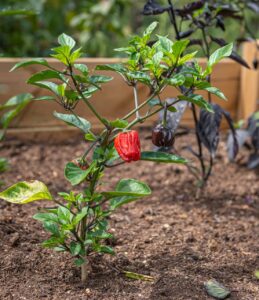 raised bed, chili, garden-4392784.jpg